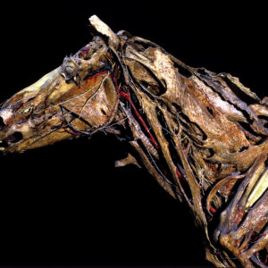 horsehead