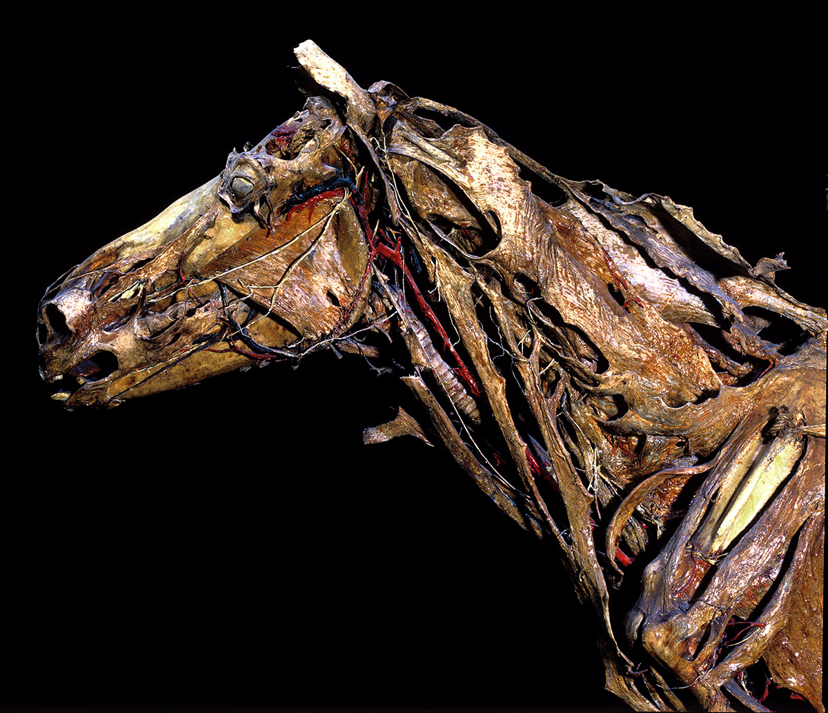 horsehead horsehead
