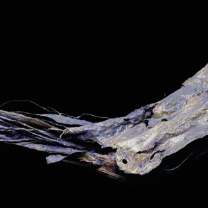 leg