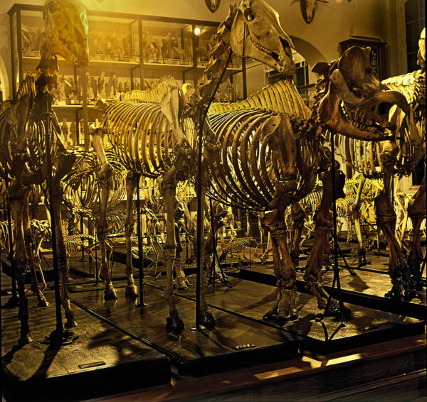 museum1